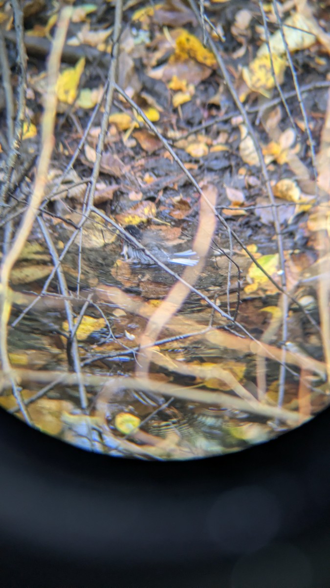 Dark-eyed Junco - ML645031600