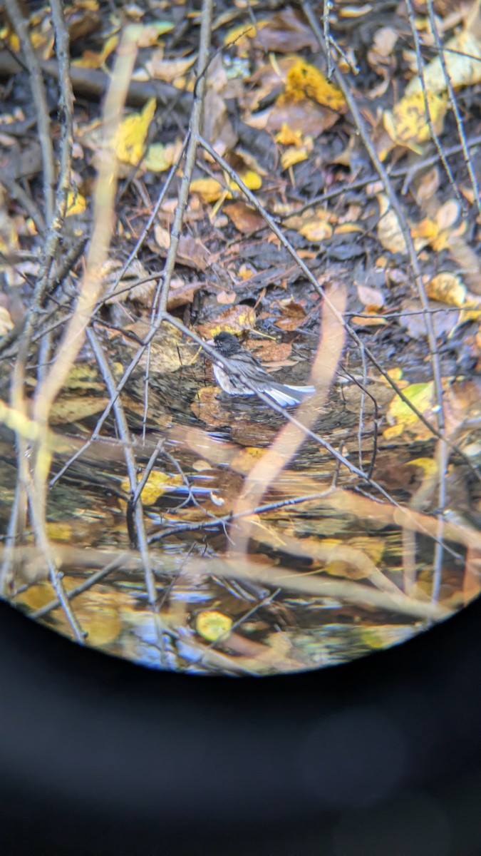 Dark-eyed Junco - ML645031601