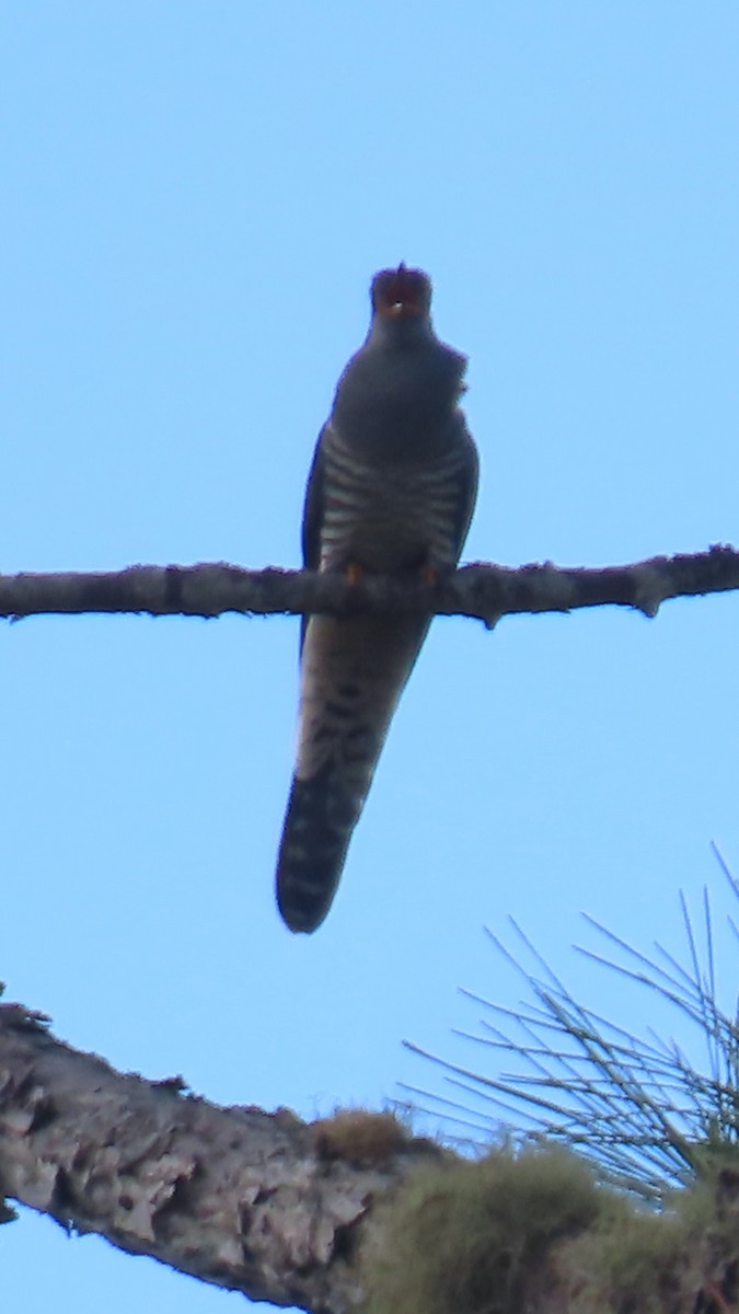 Мадагаскарская кукушка - ML645031602