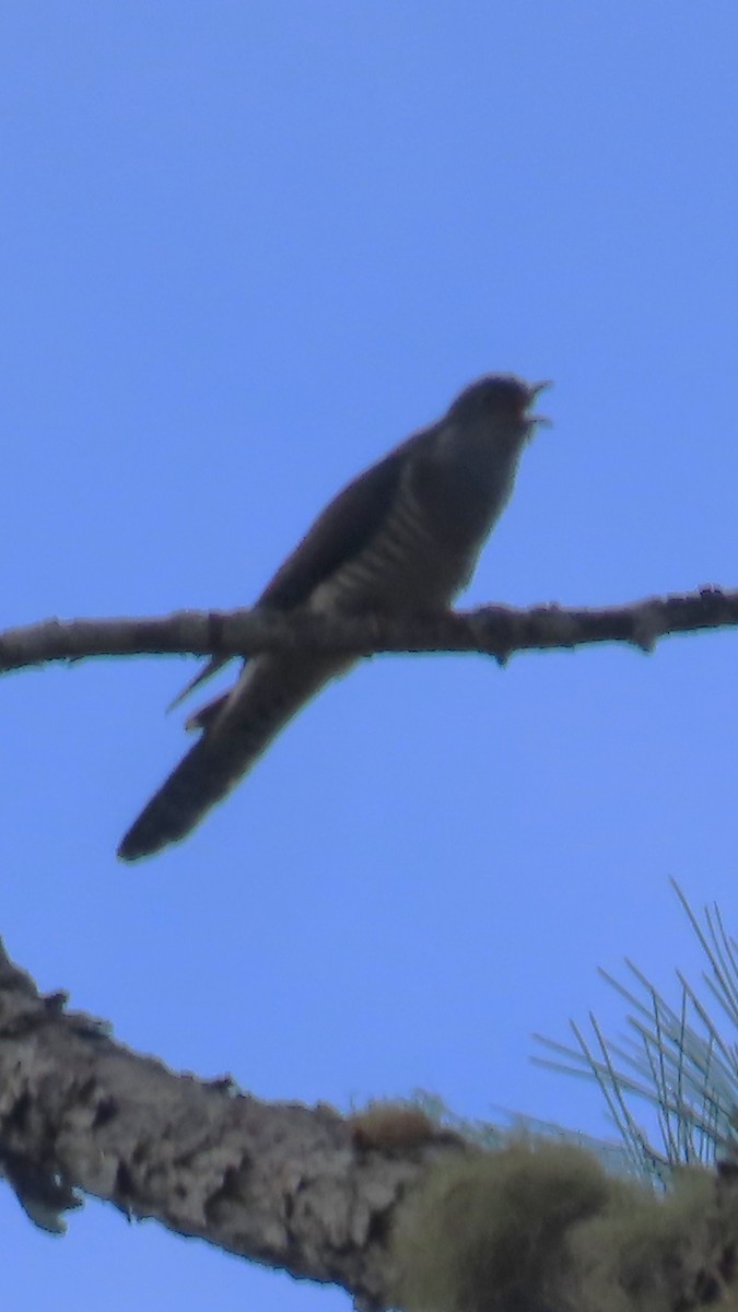 Мадагаскарская кукушка - ML645031603