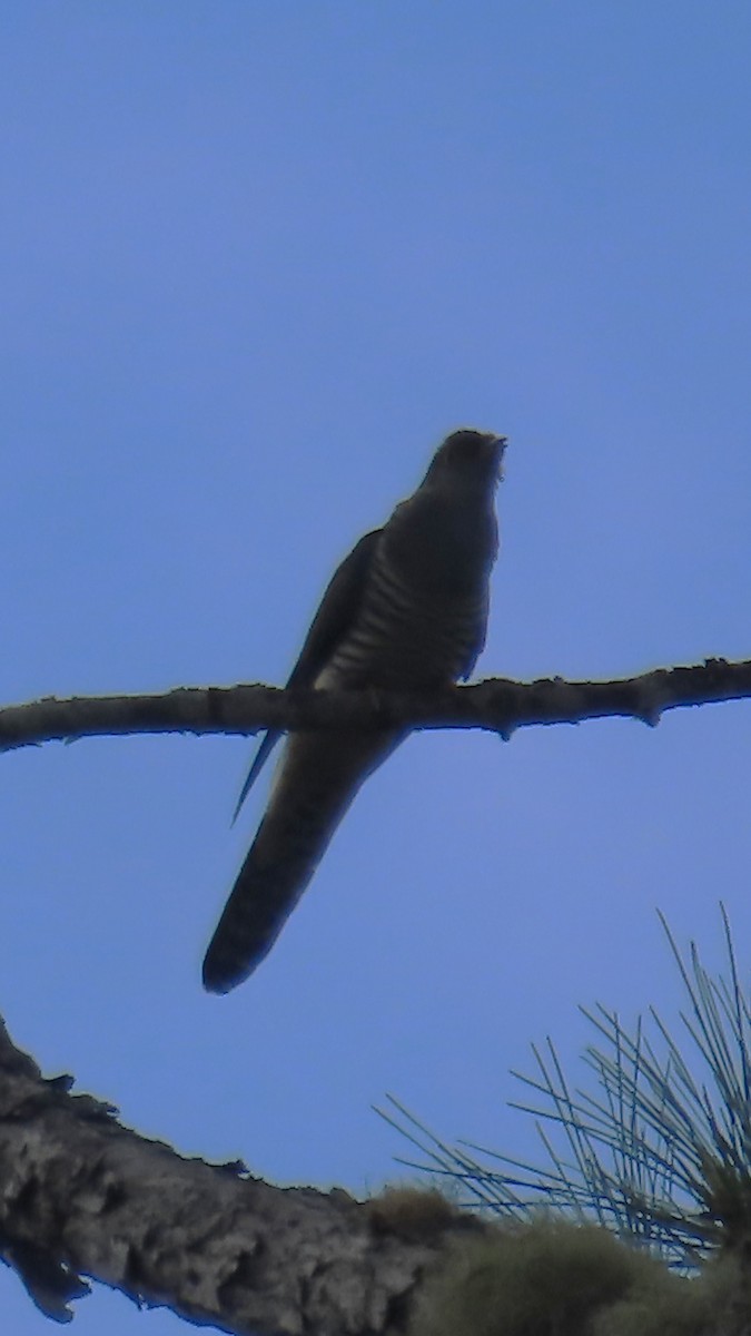 Мадагаскарская кукушка - ML645031604