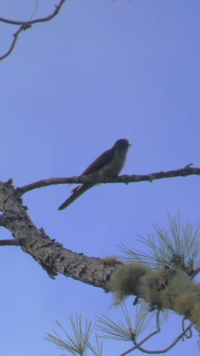 Мадагаскарская кукушка - ML645031605