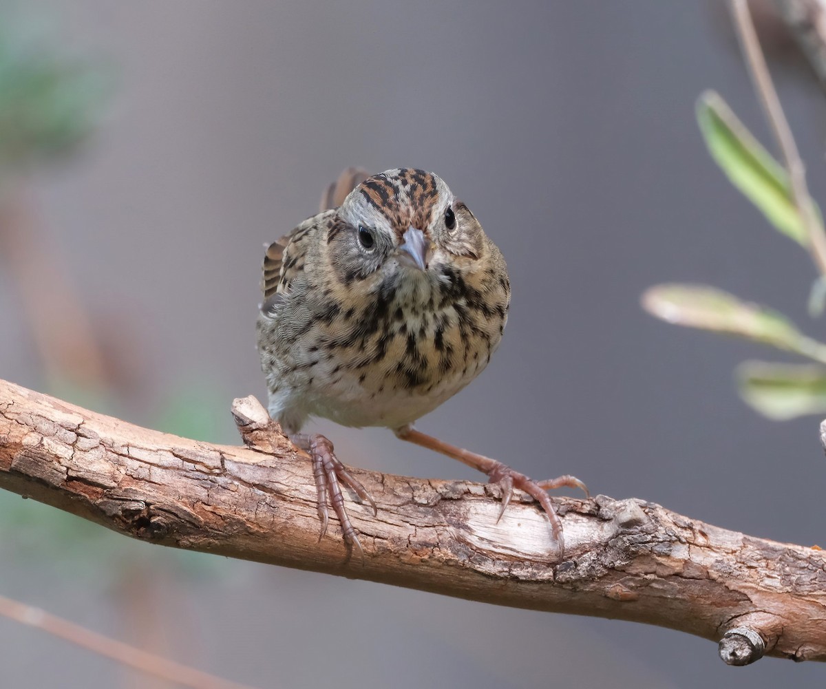 Lincoln's Sparrow - ML645031612