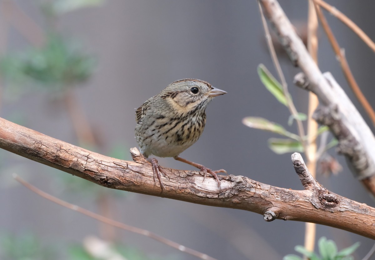Lincoln's Sparrow - ML645031613