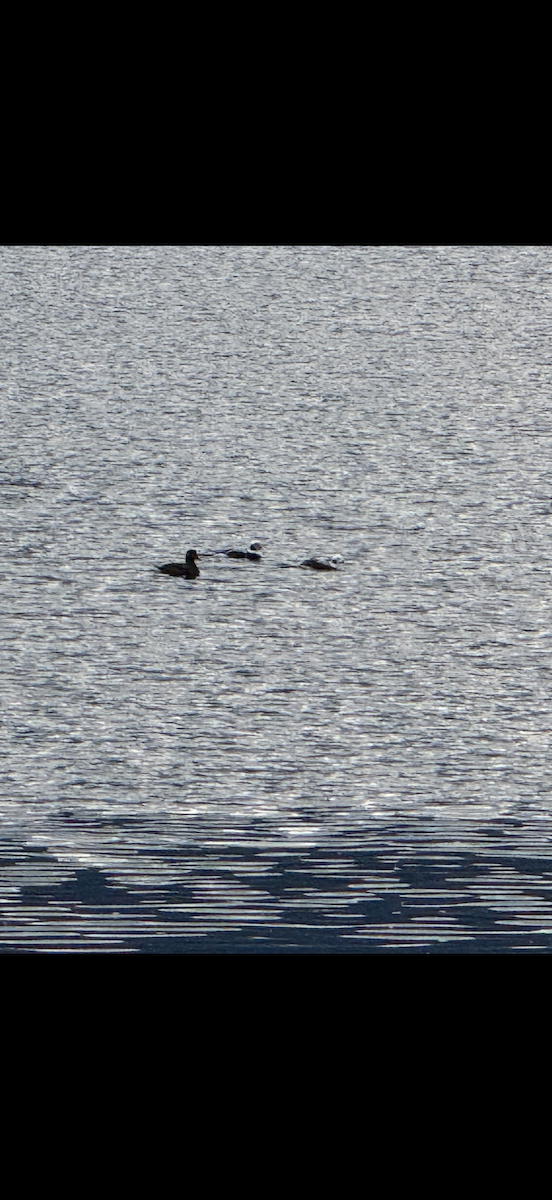 Long-tailed Duck - ML645031614
