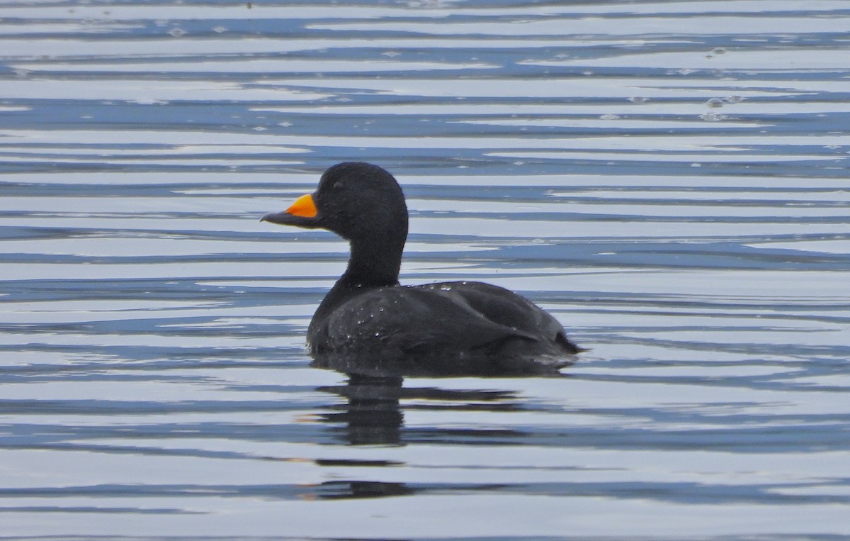 Black Scoter - ML645031626