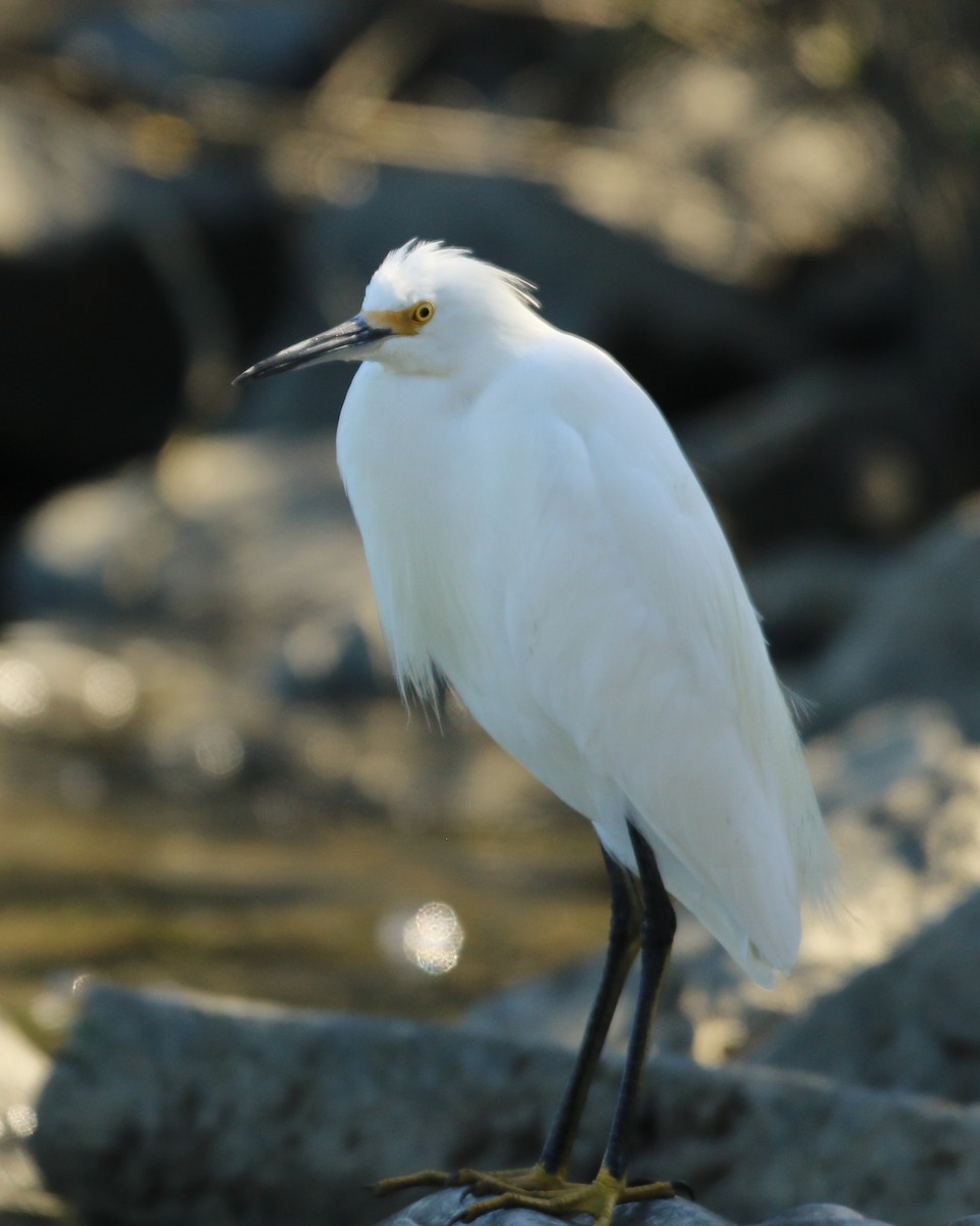 Snowy Egret - ML645031638