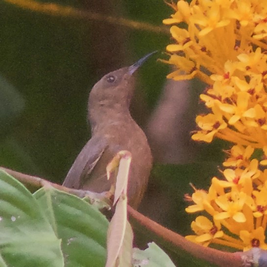 Dusky Myzomela - ML645031640