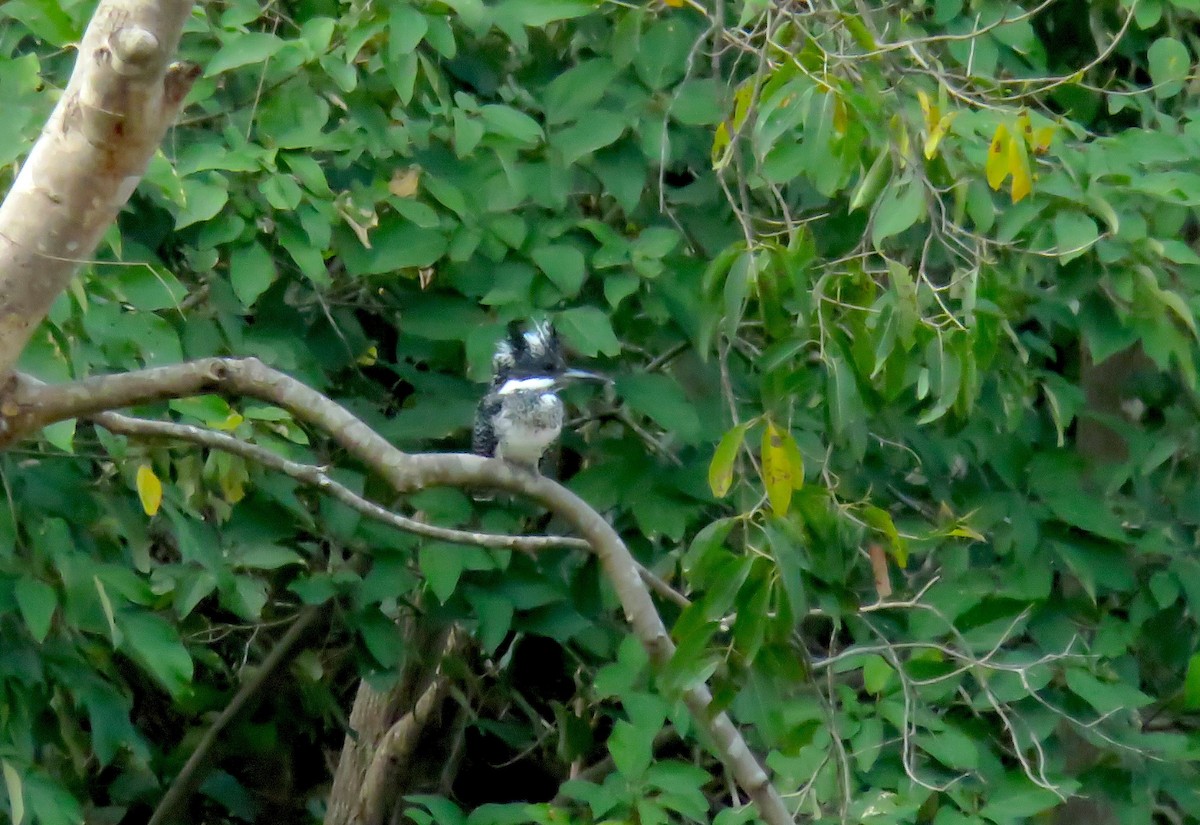 Martín Gigante Asiático - ML645031645