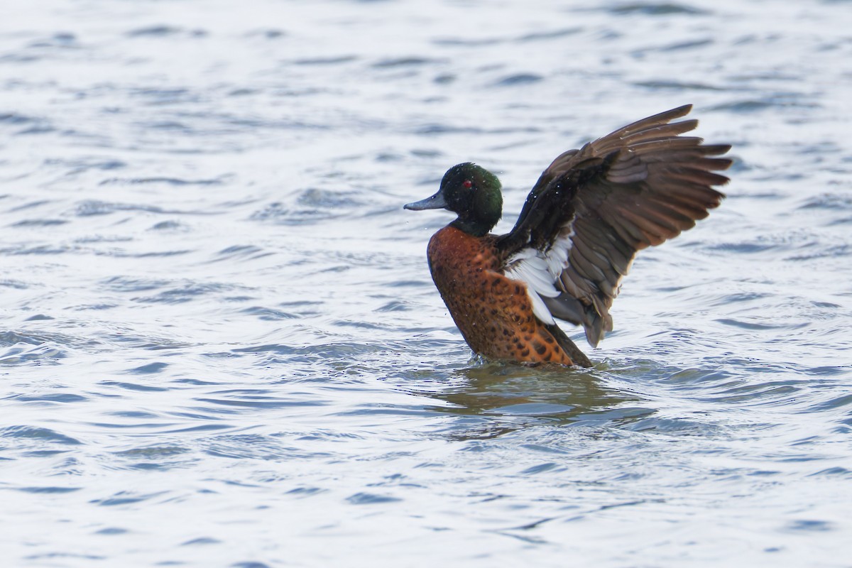 Chestnut Teal - ML645031647