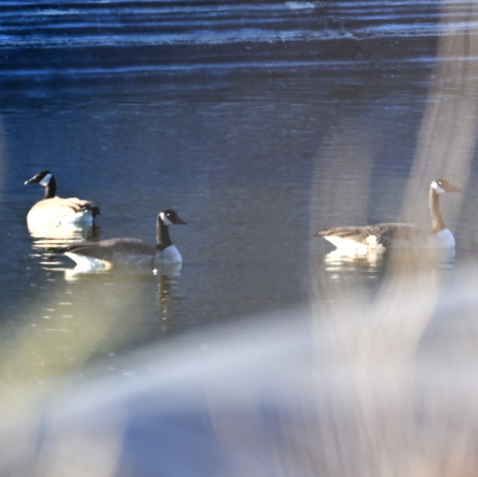 カナダガン - ML645031653