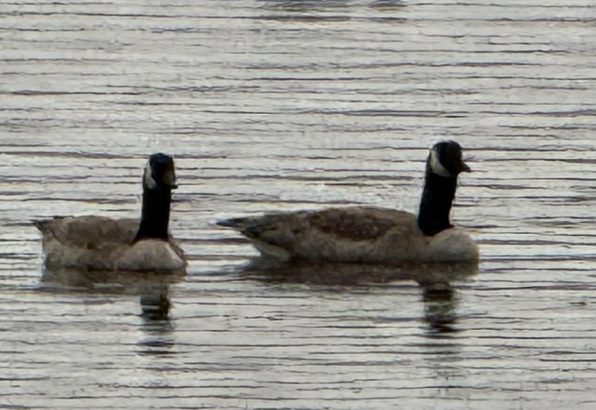 カナダガン - ML645031654