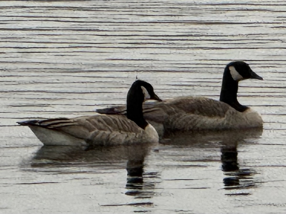 カナダガン - ML645031655