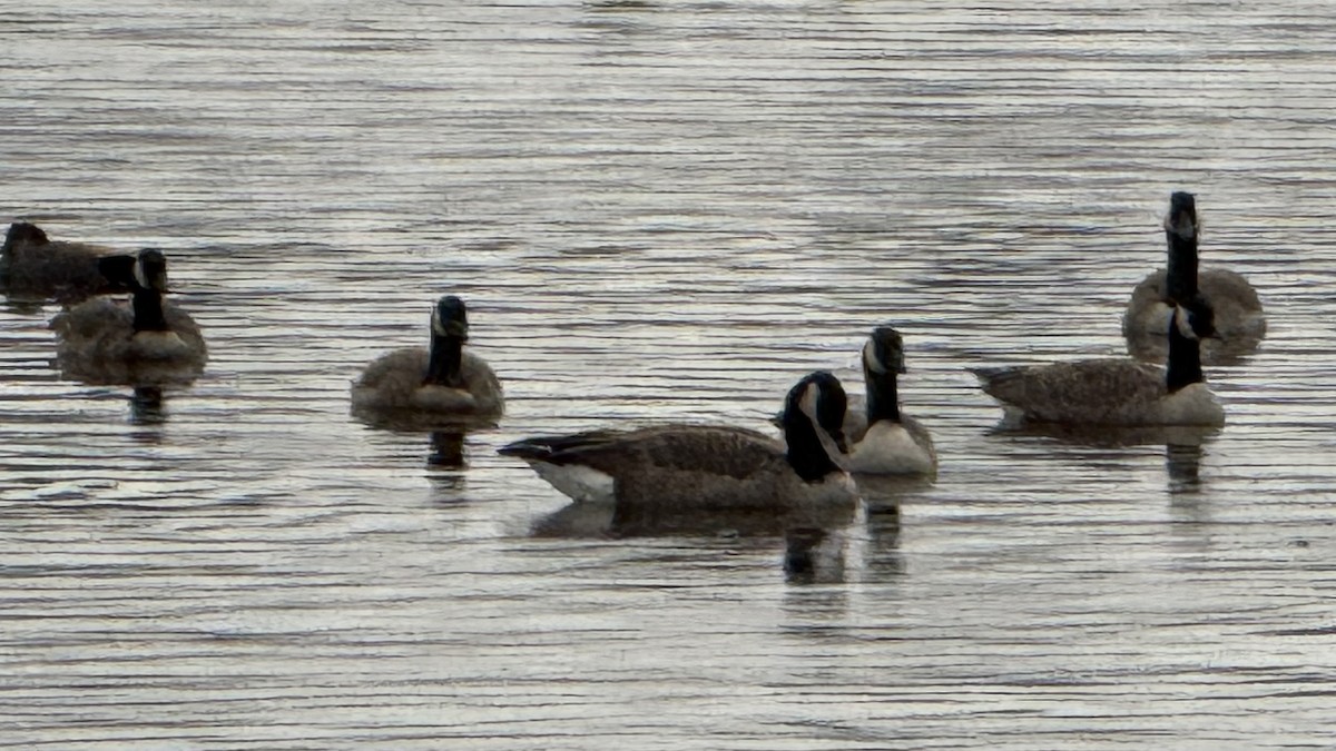 カナダガン - ML645031656