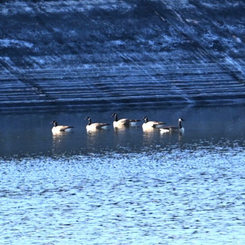 カナダガン - ML645031657