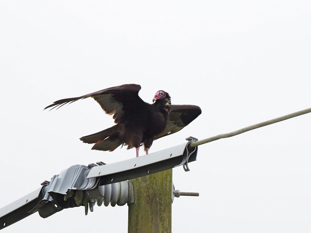 Turkey Vulture - ML645031665