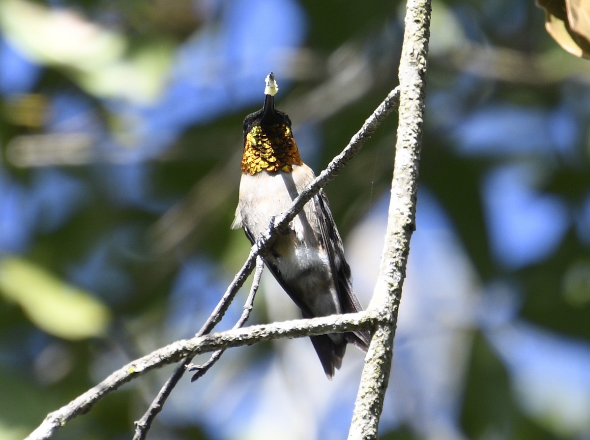 Колібрі рубіновогорлий - ML645031666