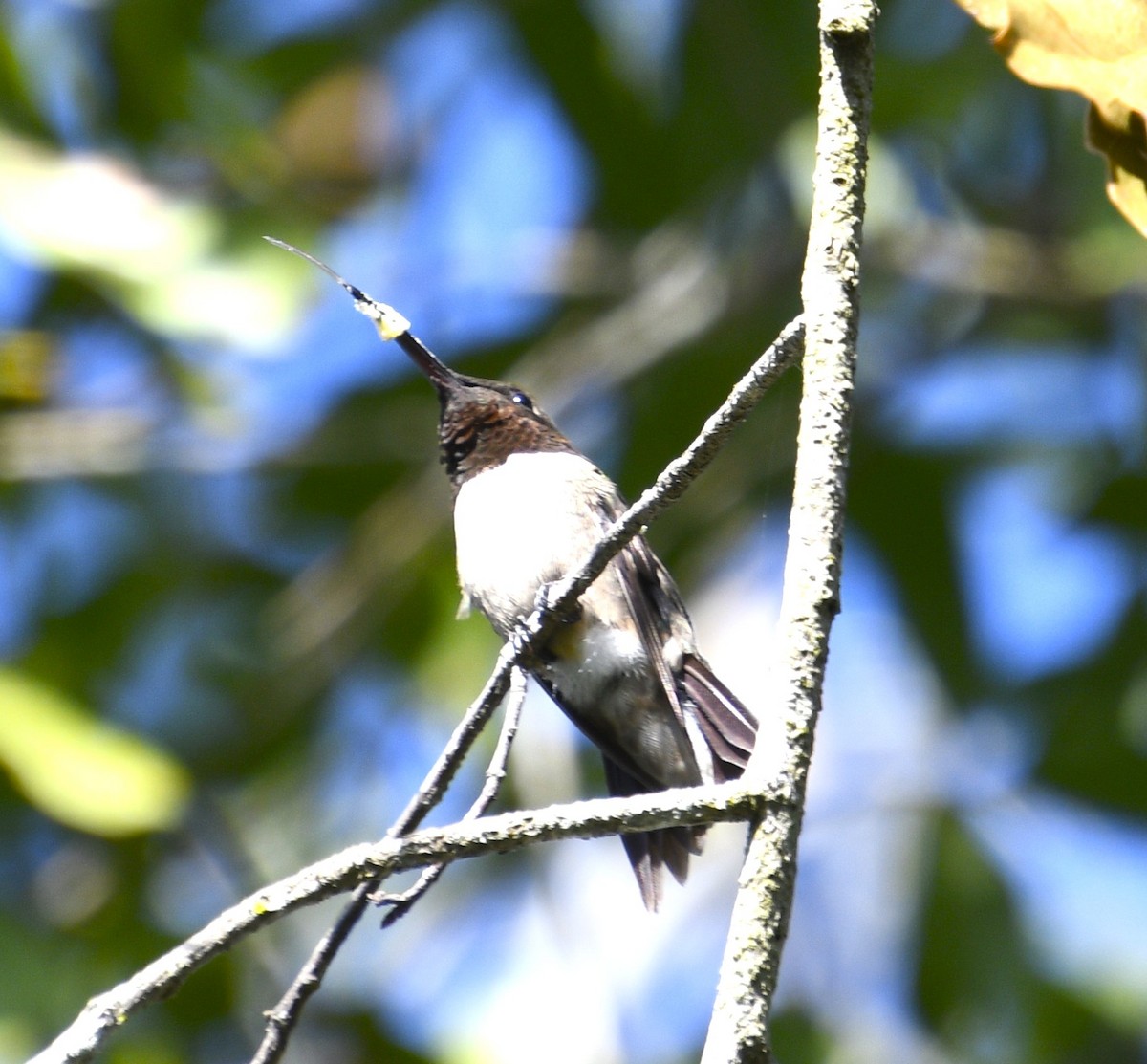 Колібрі рубіновогорлий - ML645031667