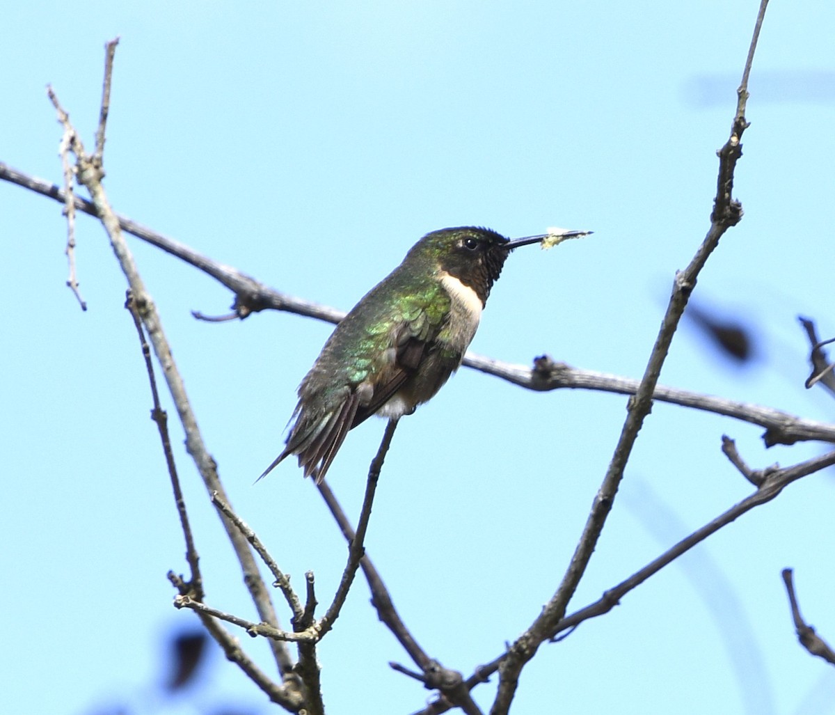 Колібрі рубіновогорлий - ML645031668