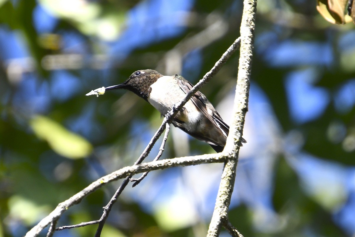 Колібрі рубіновогорлий - ML645031669