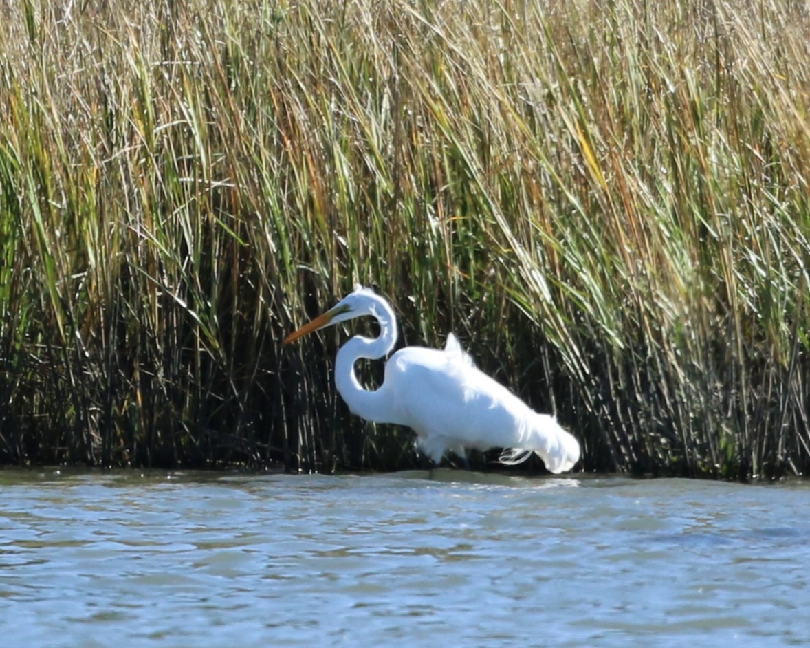 Great Egret - ML645031685