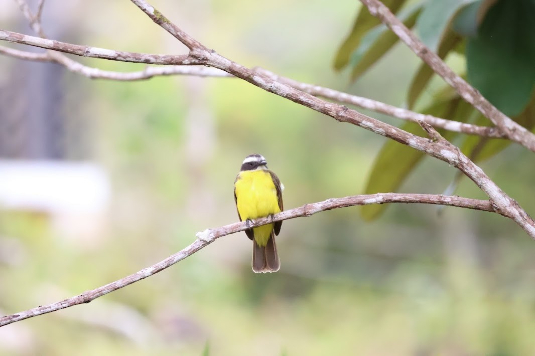 Rusty-margined Flycatcher - ML645031691