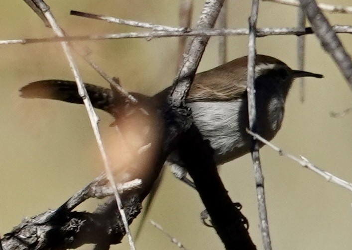 Підбуреник - ML645031696