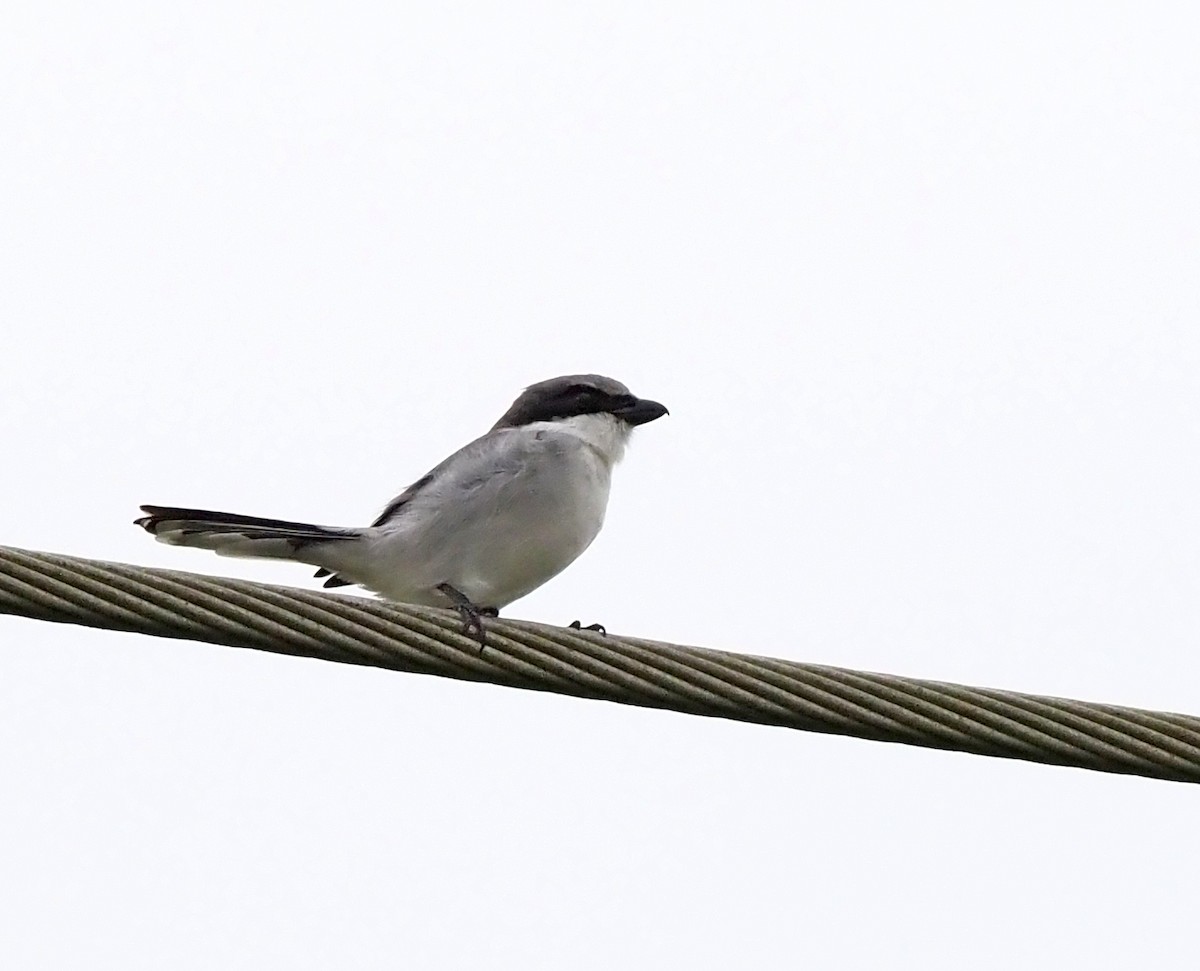 Loggerhead Shrike - ML645031697