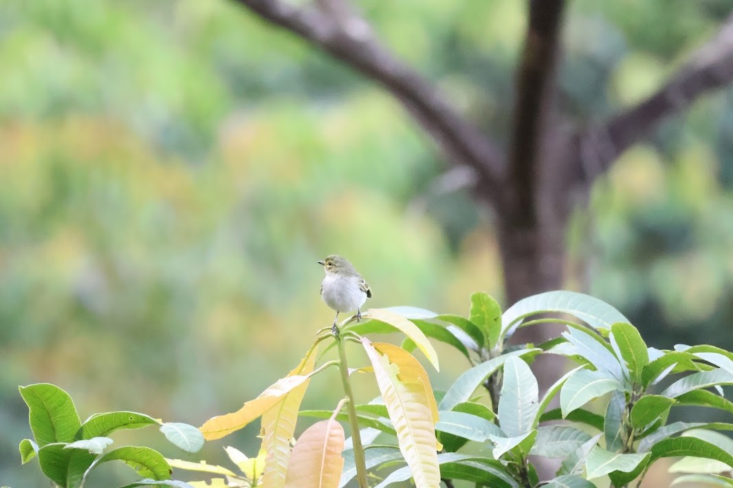 Golden-faced Tyrannulet - ML645031698