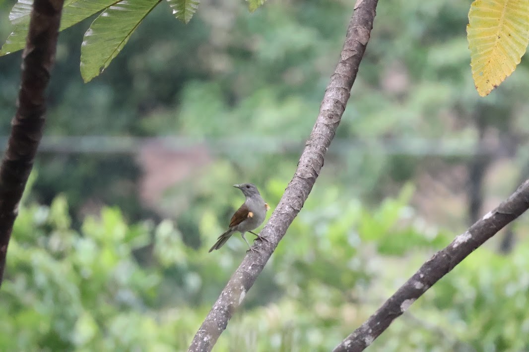 Pale-breasted Thrush - ML645031701