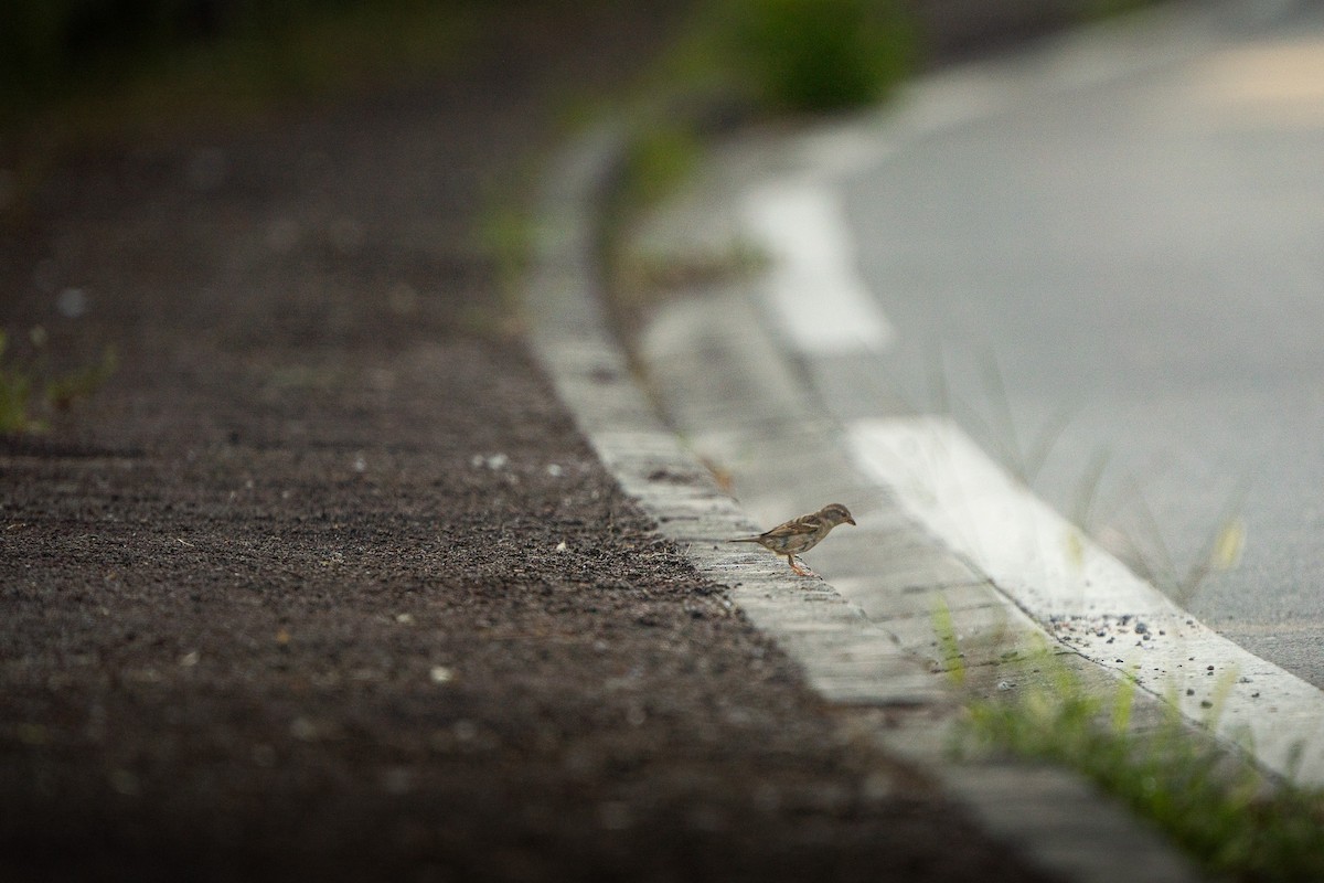 House Sparrow - ML645031707