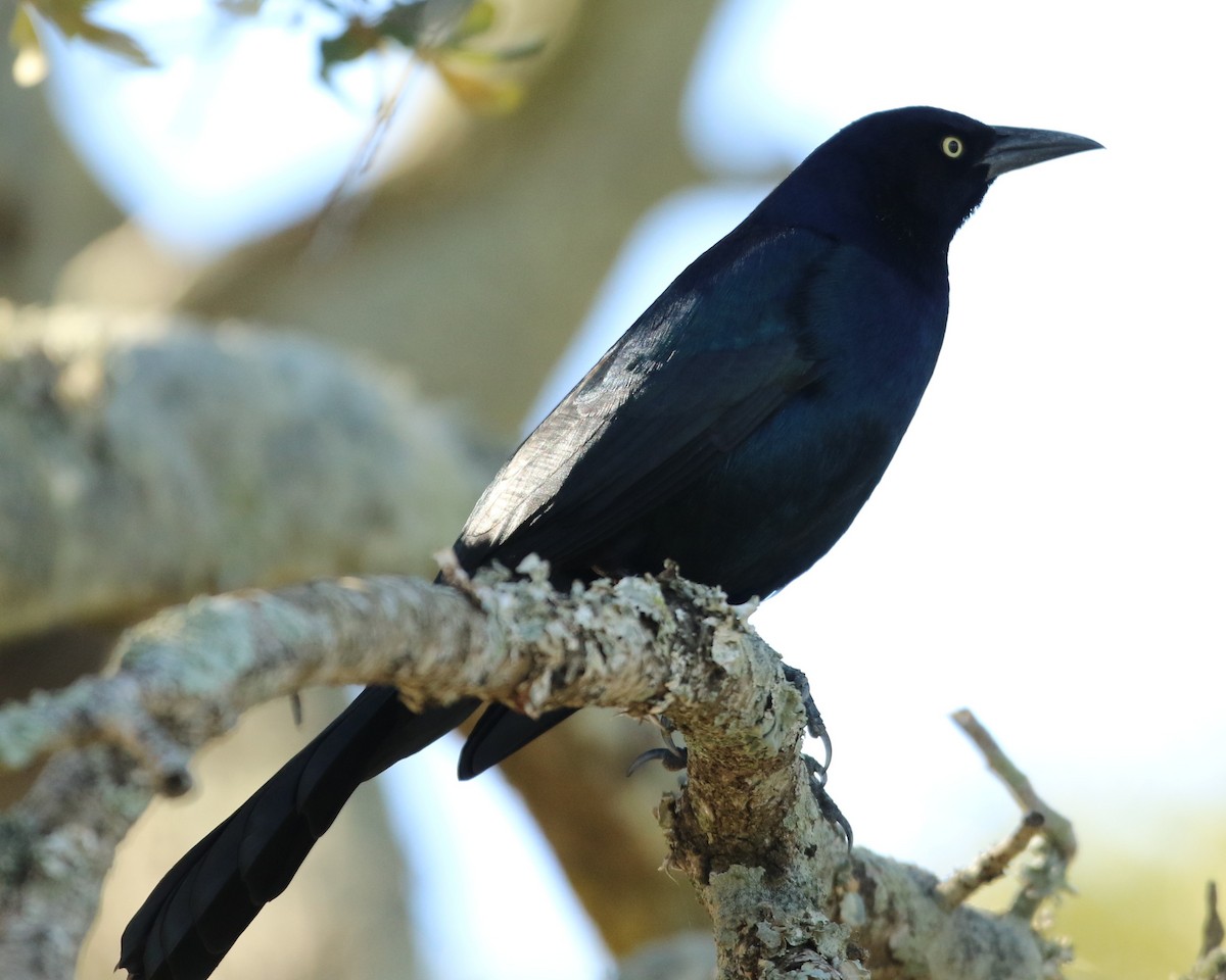 Boat-tailed Grackle - ML645031710