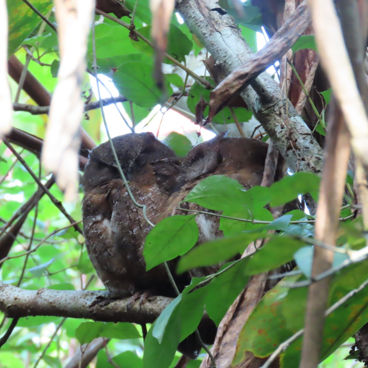 Madagascar Scops-Owl (Rainforest) - ML645031712