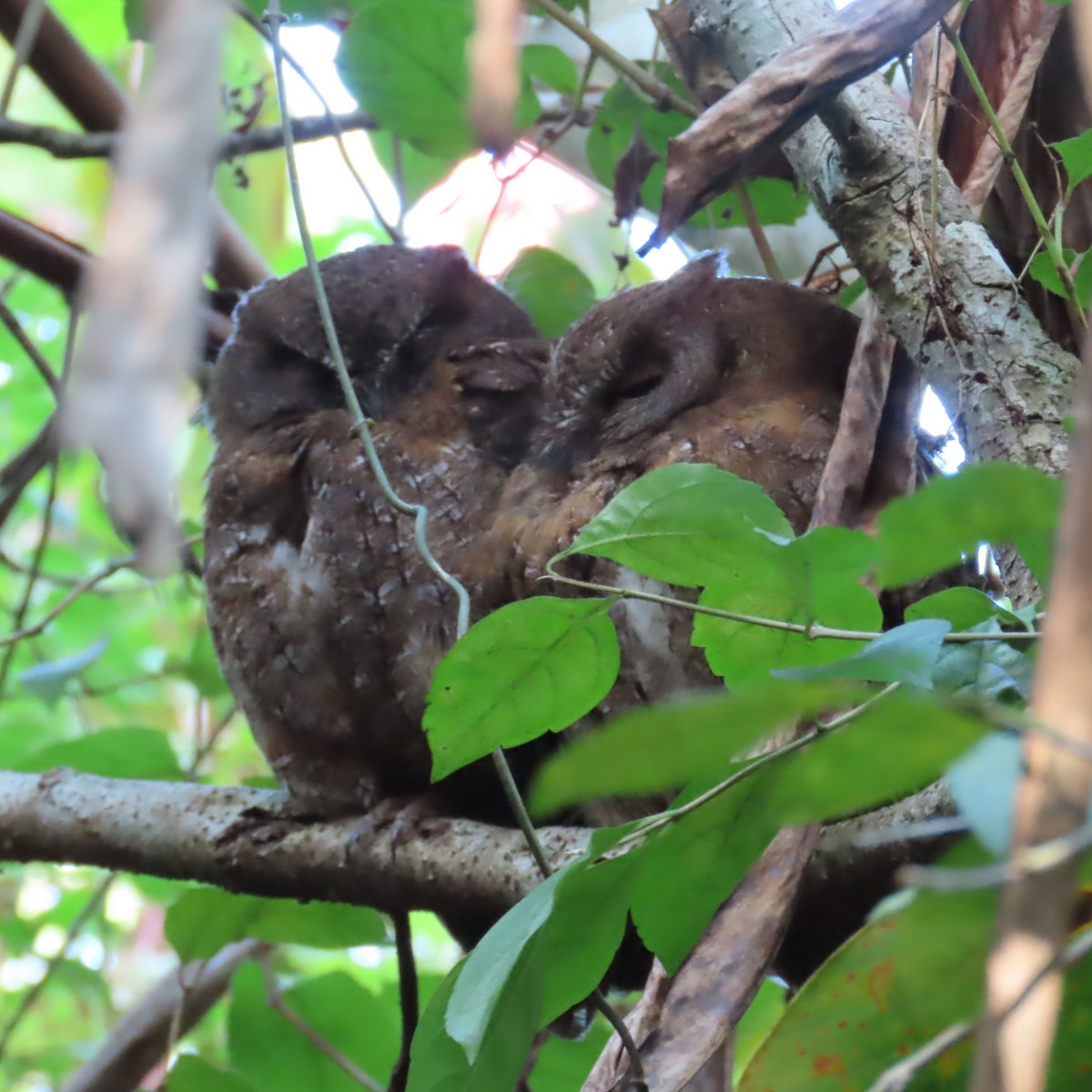 Madagascar Scops-Owl (Rainforest) - ML645031713