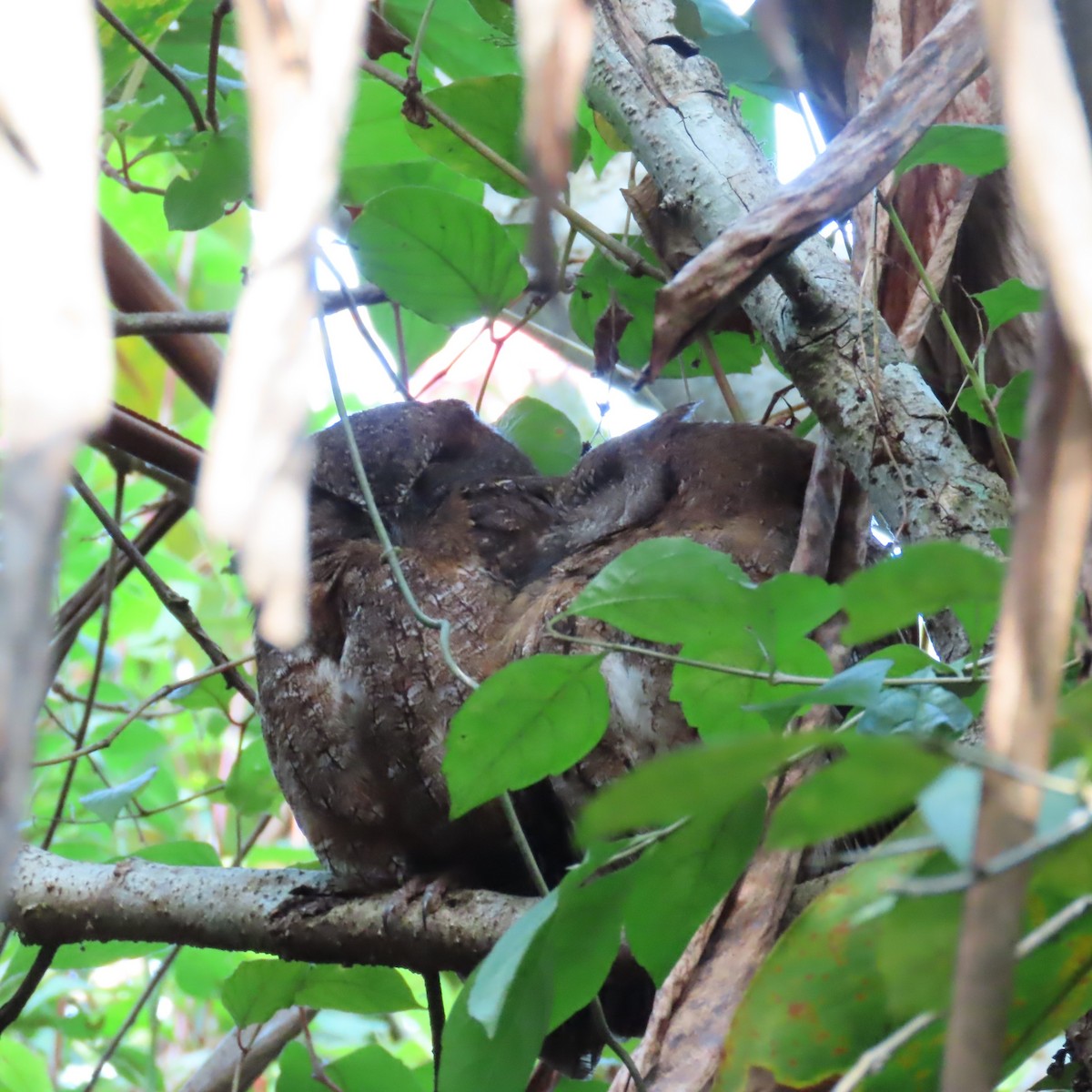 Madagascar Scops-Owl (Rainforest) - ML645031714