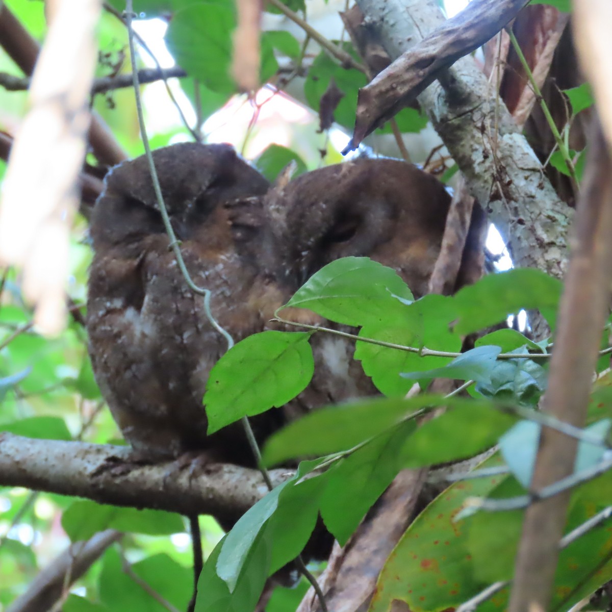 Madagascar Scops-Owl (Rainforest) - ML645031715