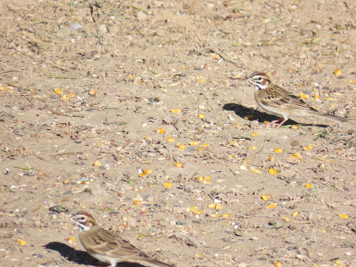 Lark Sparrow - ML645031732