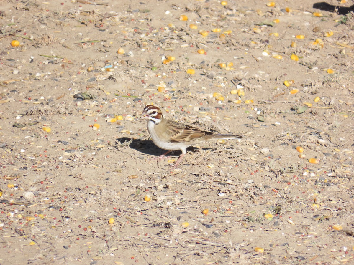Lark Sparrow - ML645031733