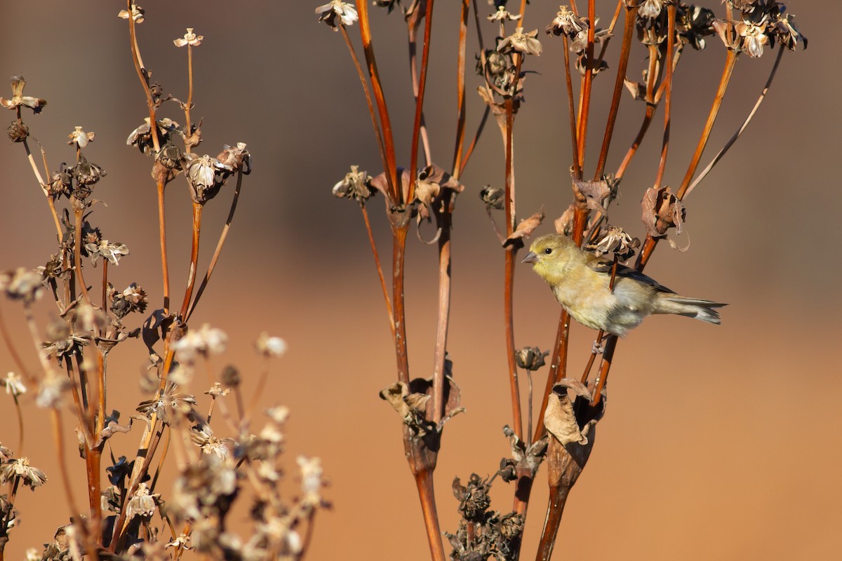 American Goldfinch - ML645031748