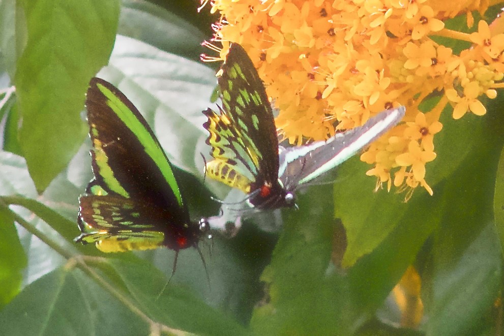 Animals - ML645031757