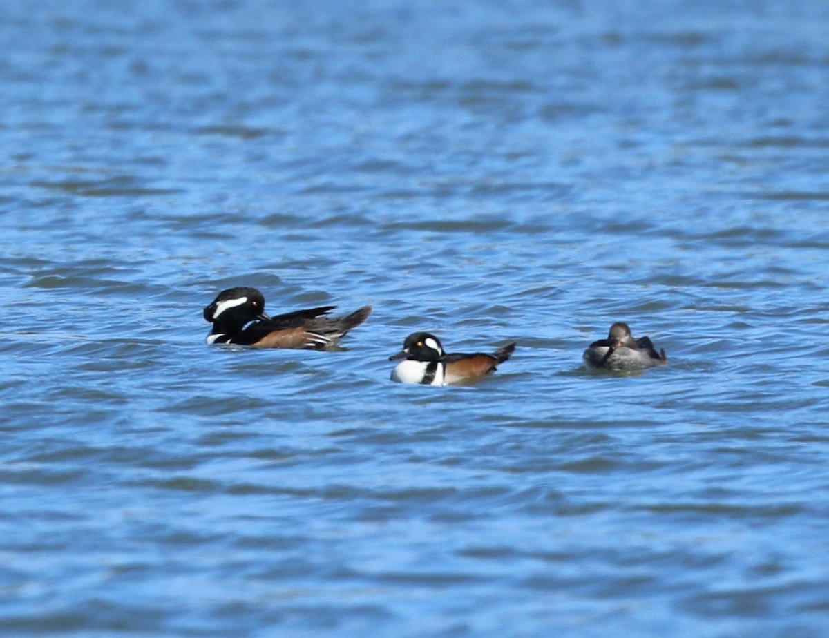 Hooded Merganser - ML645031767