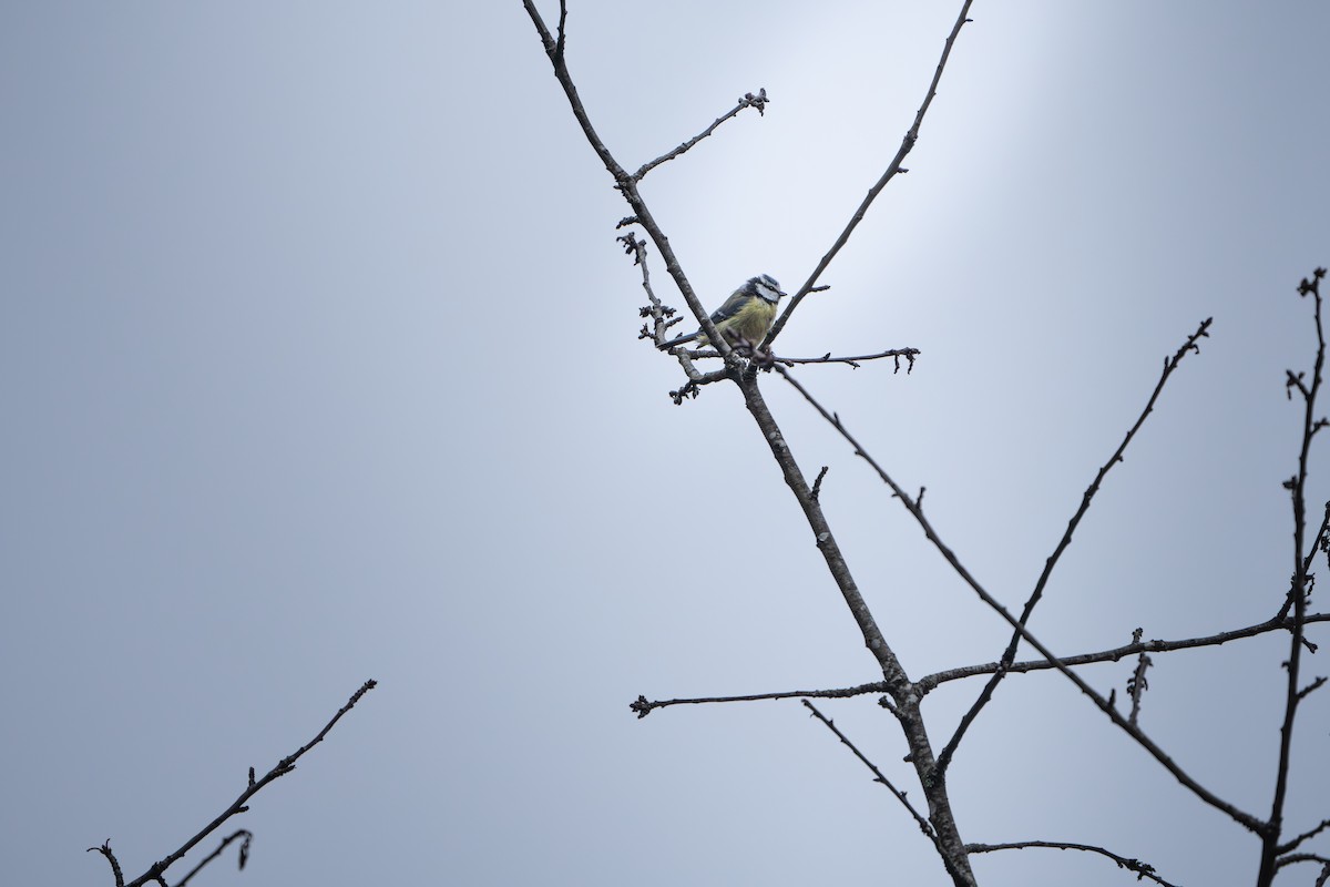 Eurasian Blue Tit - ML645031770
