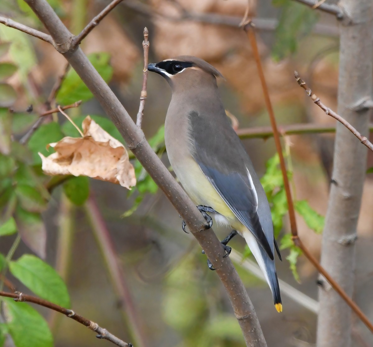 Sedir İpekkuyruğu - ML645031781