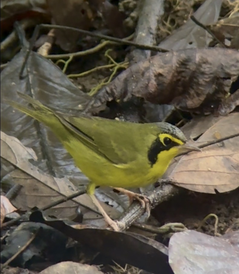 kentuckyparula - ML645031794