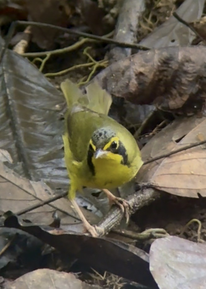 kentuckyparula - ML645031795