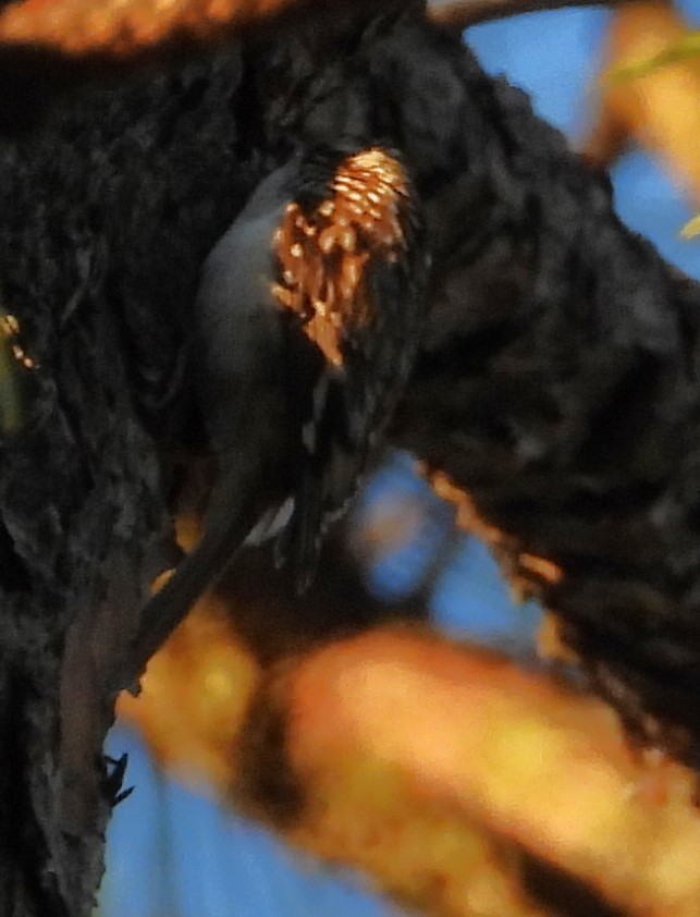 Brown Creeper - ML645031797