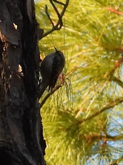 Brown Creeper - ML645031798