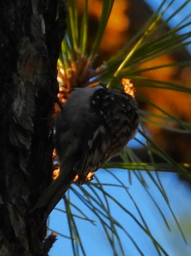 Brown Creeper - ML645031799