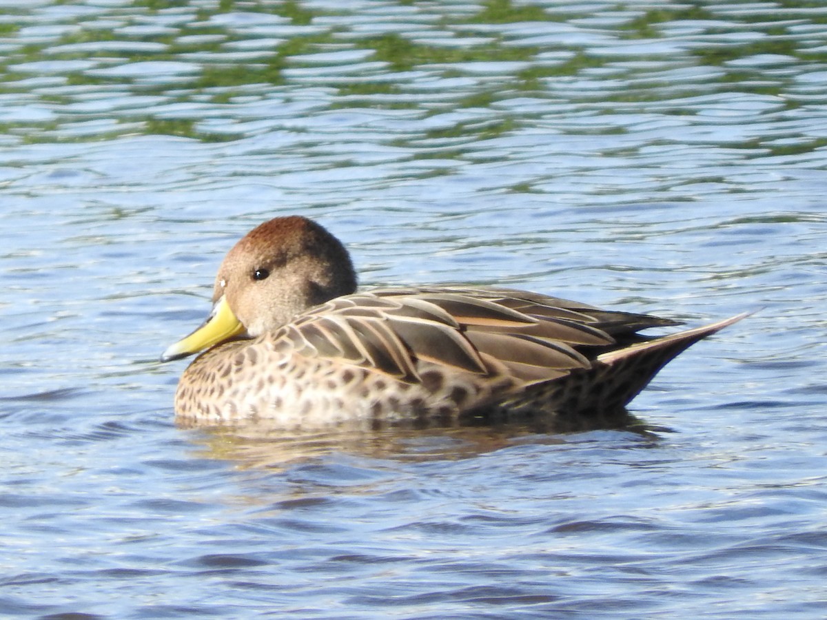 gulnebbstjertand - ML645031800