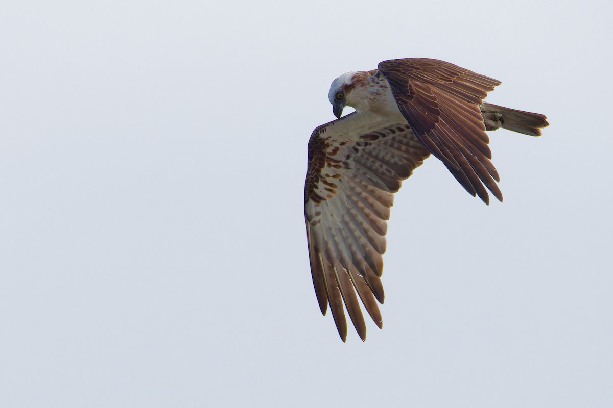 Osprey - ML645031807